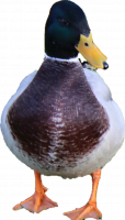 Attached Image: duckfront.png
