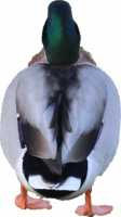 Attached Image: duckback2.png