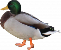 Attached Image: duckside2.png