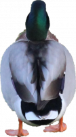 Attached Image: duckback.png