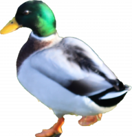 Attached Image: duckbackside.png