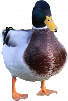 Attached Image: duckfrontside.png