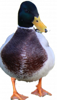 Attached Image: duckfront2.png
