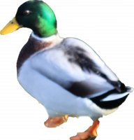 Attached Image: duckbackside2.png