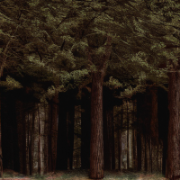 Attached Image: tile2679 forest.png