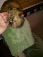 Attached Image: CAM00095.jpg