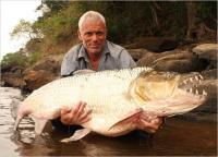 Attached Image: killer-fish-goliath-tigerfish-pictures3.jpg