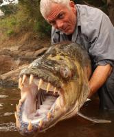 Attached Image: tigerfish_11.jpg