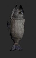 Attached Image: fish.jpg