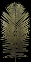 Attached Image: palmfrond.png