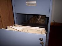 Attached Image: kitty cabinet.jpg