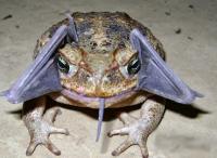 Attached Image: cane-toad.jpg