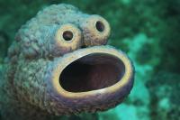 Attached Image: cookiemonster-of-the-sea.jpg