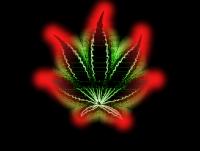 Attached Image: red-leaf.jpg
