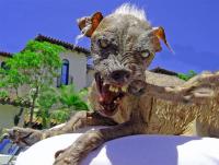 Attached Image: ugliest-dog.jpg