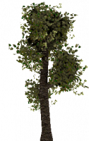 Attached Image: tree2.png
