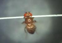 Attached Image: fruit-fly-brain-experiment.jpg