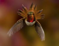 Attached Image: hummingbird.jpg