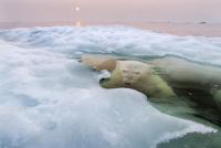 Attached Image: polar bear.JPG