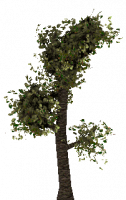 Attached Image: tree1.png